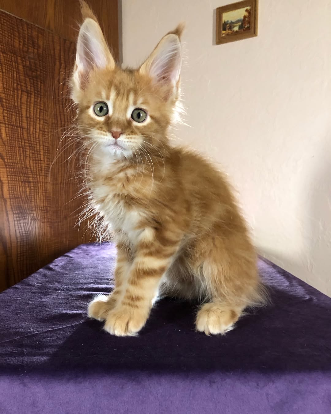 Red Marble Male Maine Coon Calf