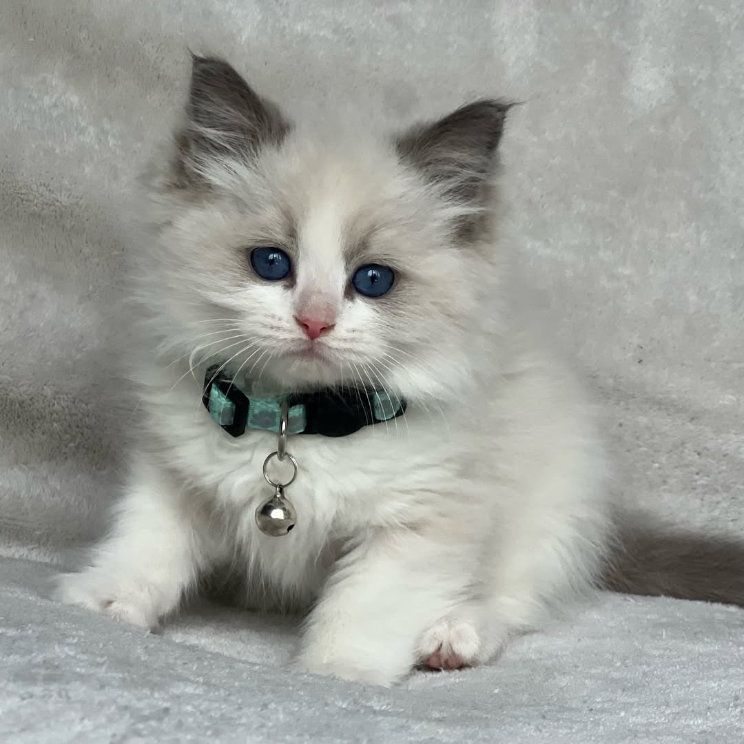 Blue Collar Blue Bicolor Male Ragdoll Calf