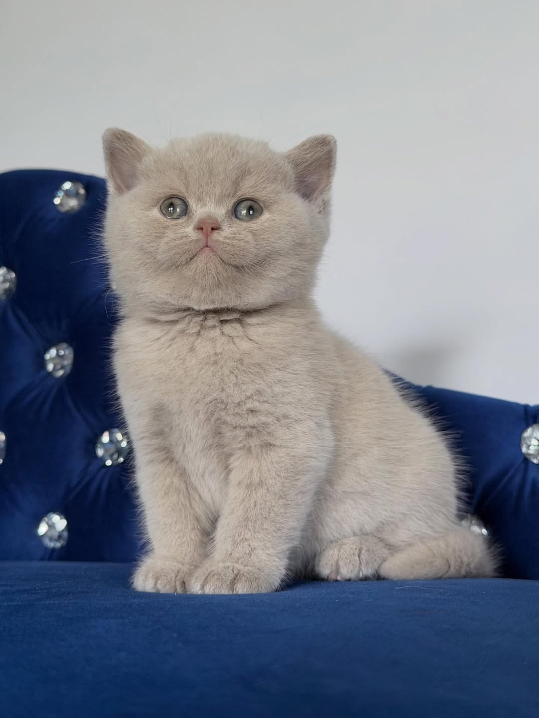 Fawn Male British Shorthair Calf