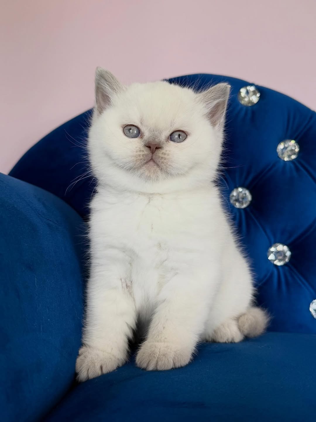 Fawn Female British Shorthair Calf