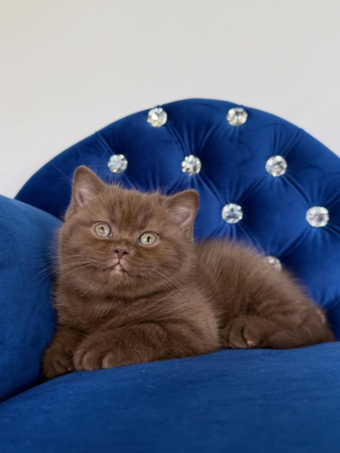 Chocolate Female British Shorthair Calf