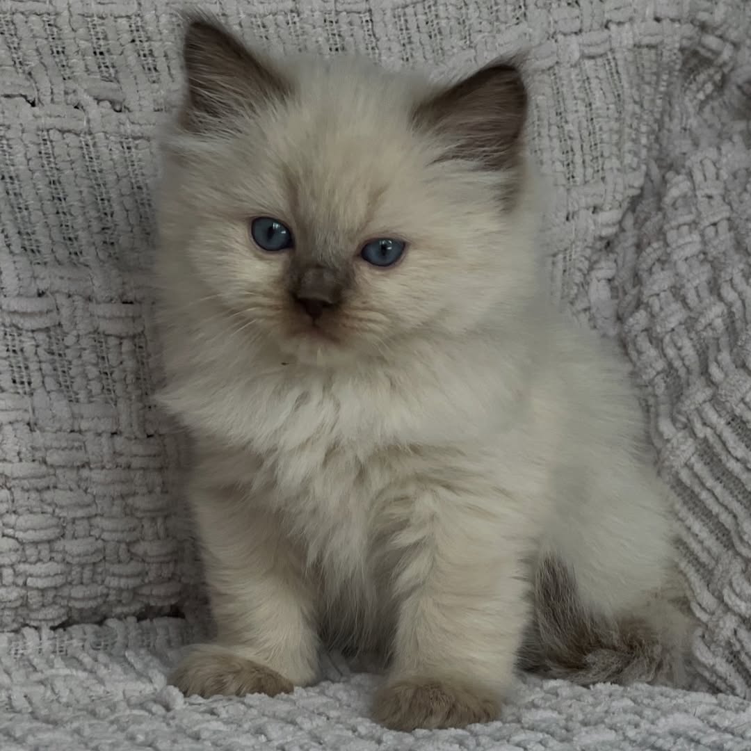 Chocolate Point and Mink Female Ragdoll Calf