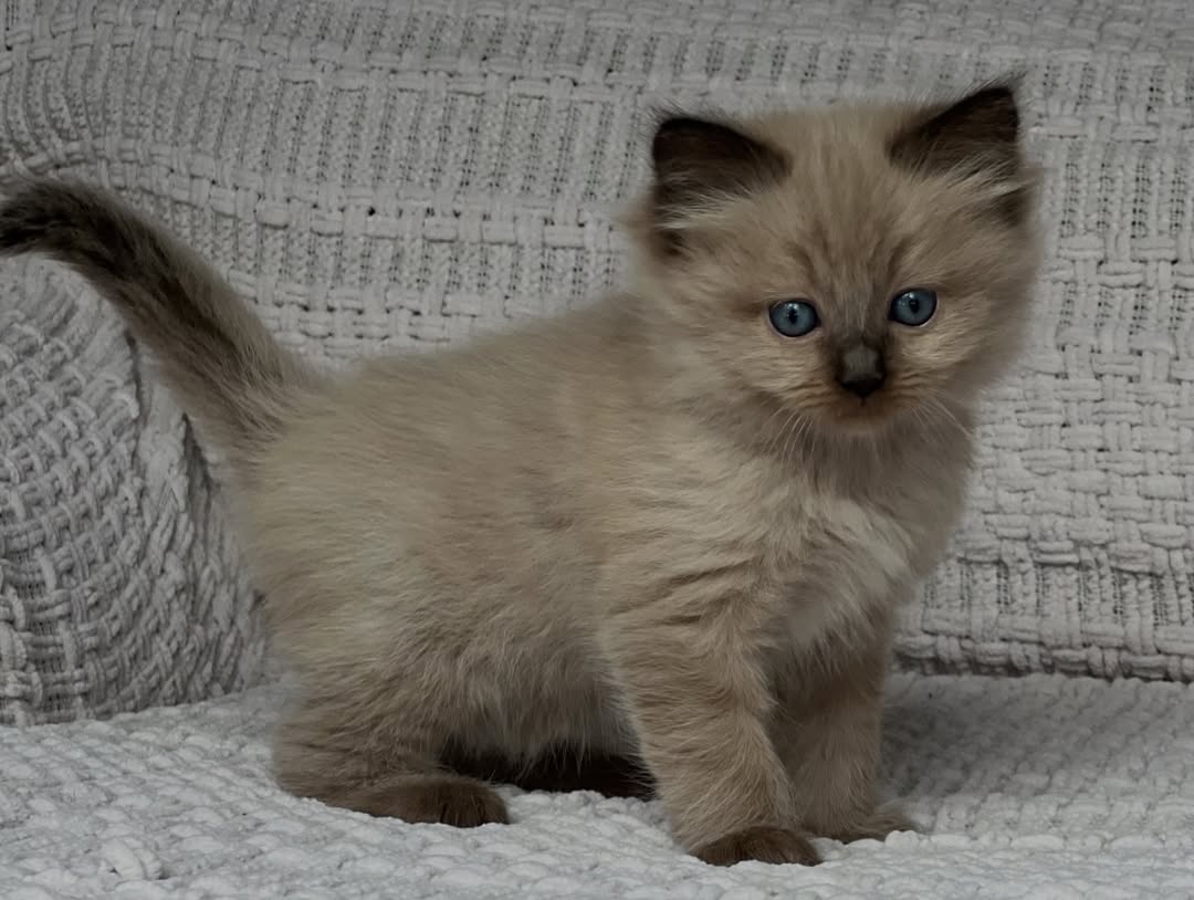 Seal Mink Female Ragdoll Calf