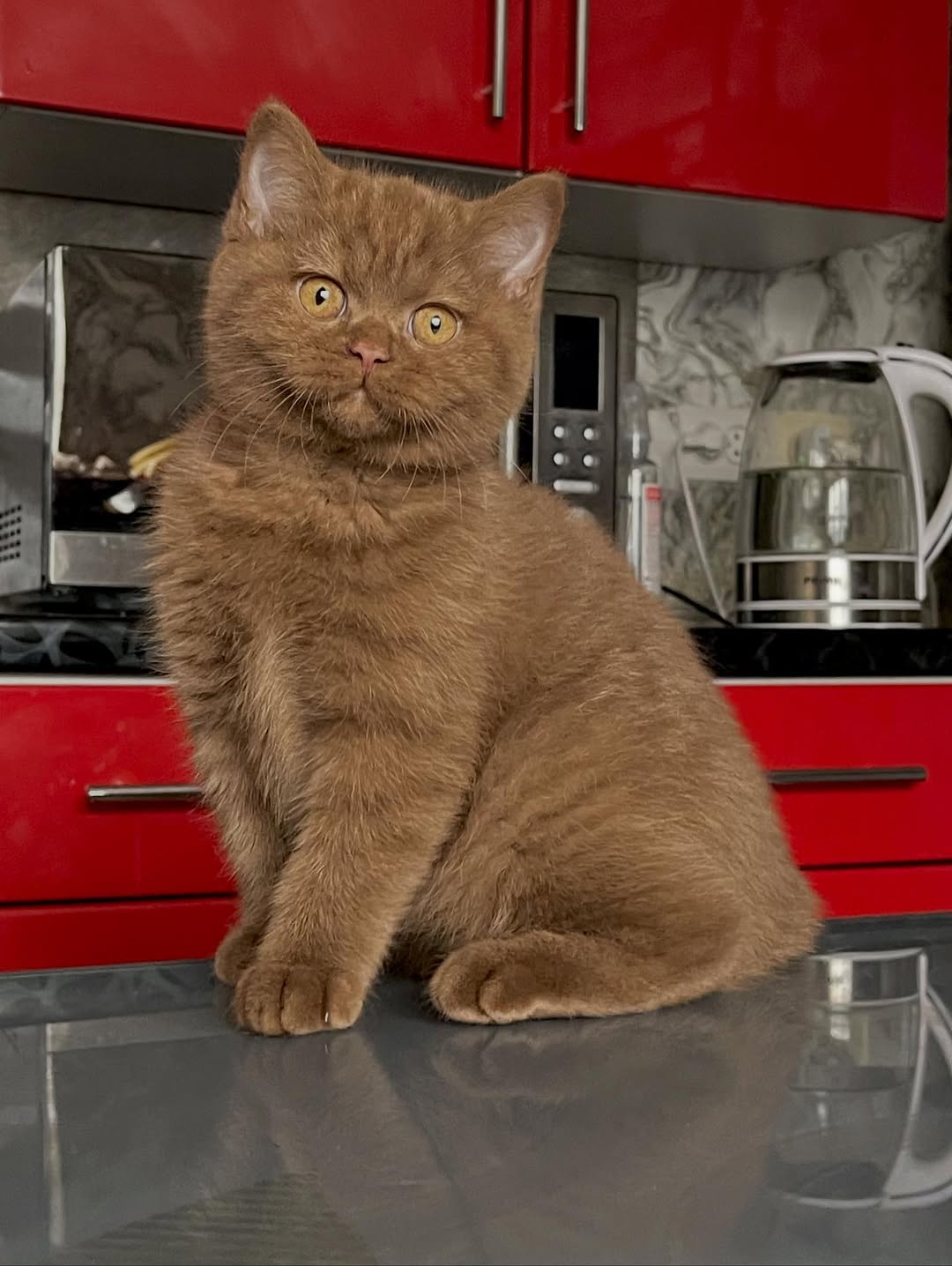Cinnamon Female British Shorthair Calf