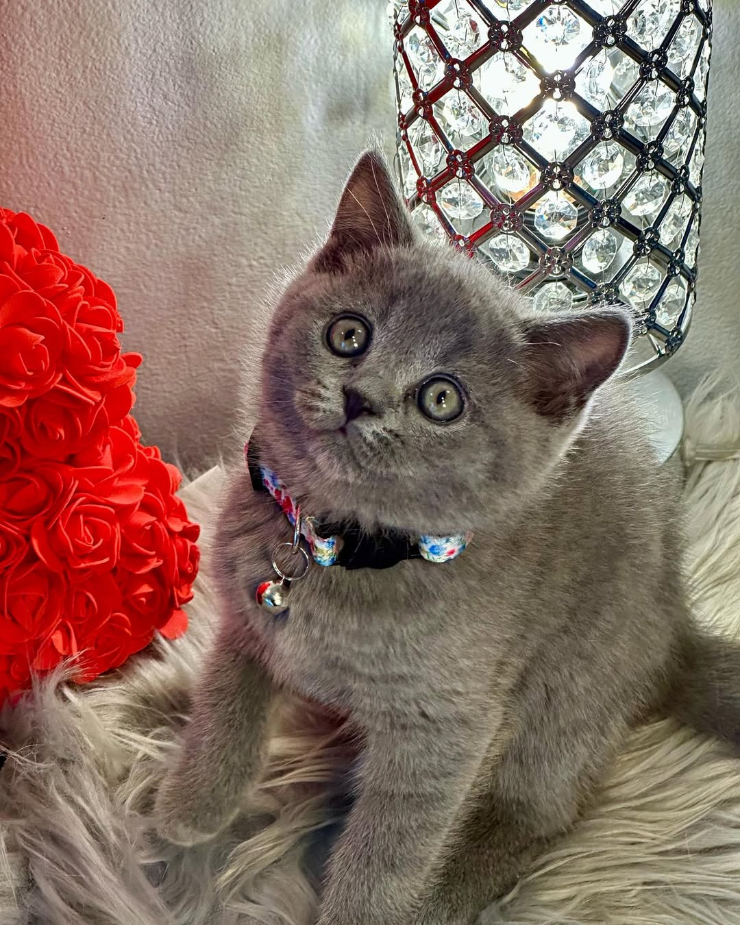 Blue Female British Shorthair Calf
