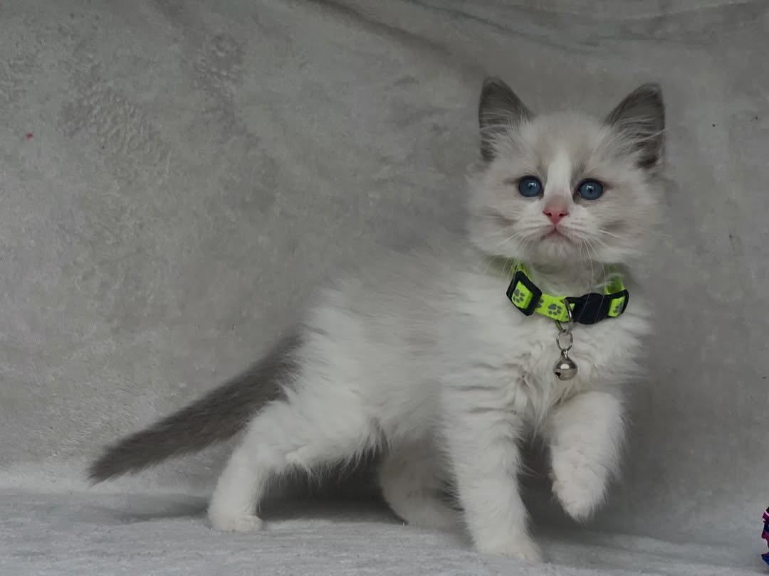 Blue Bicolor Male Ragdoll Calf