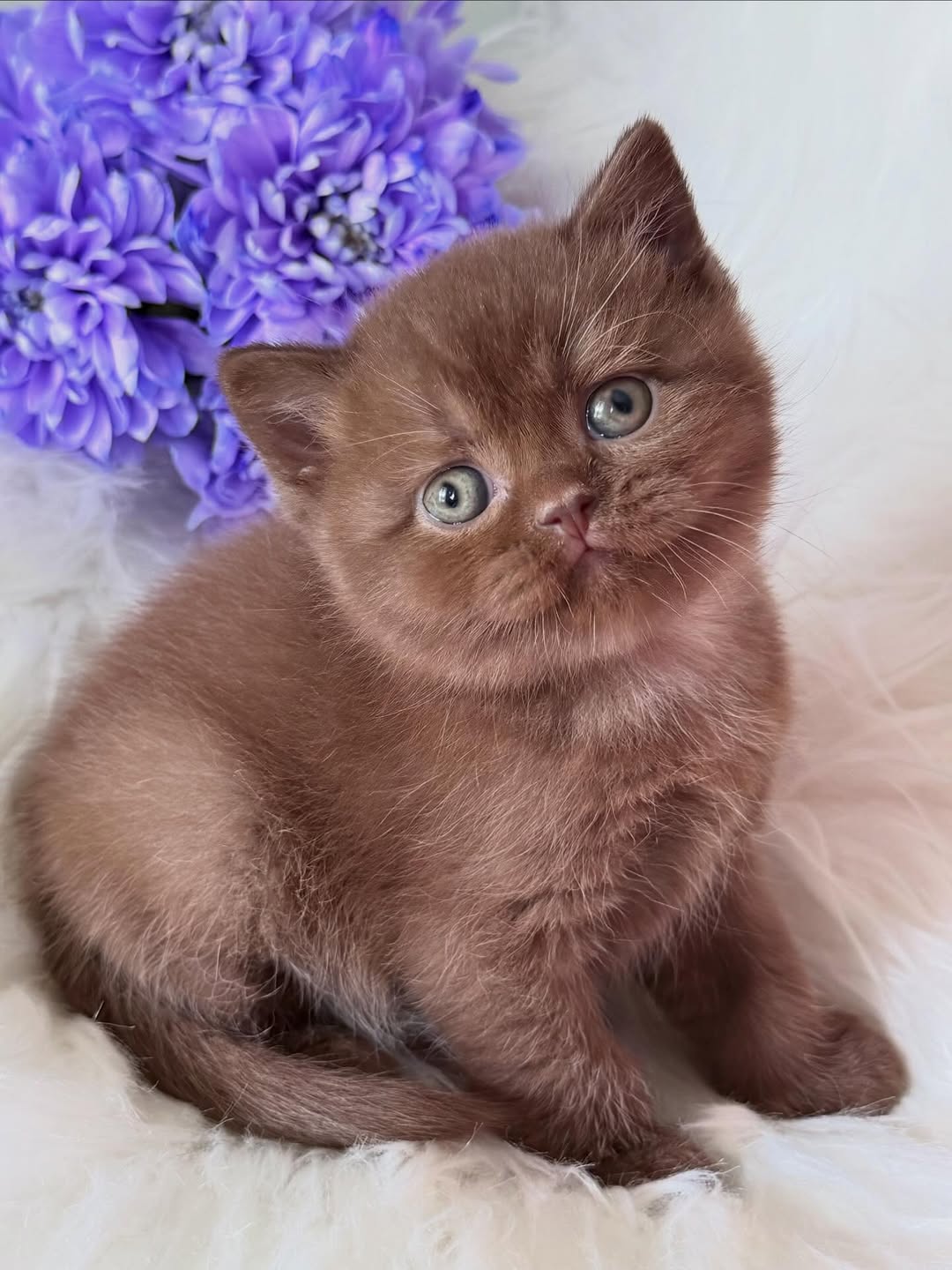 Chocolate Male British Shorthair Calf