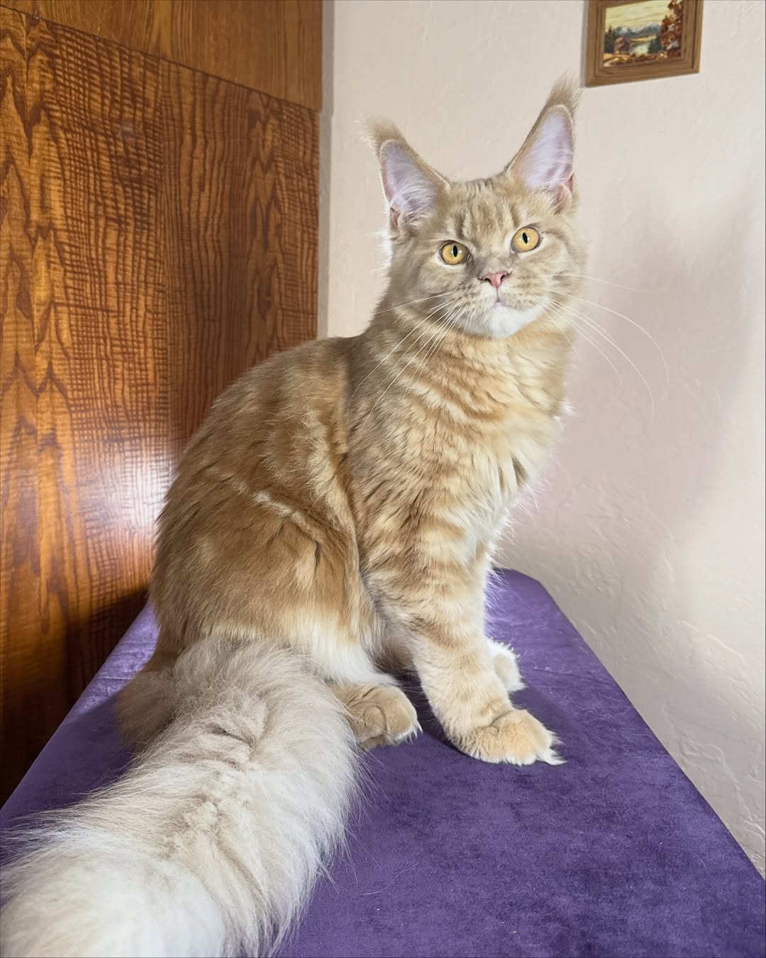Cream Marble Male Maine Coon Calf