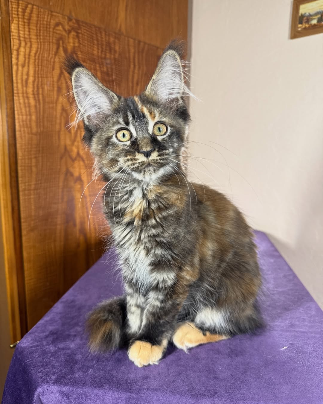 Marbled Tortoise Male Maine Coon Calf
