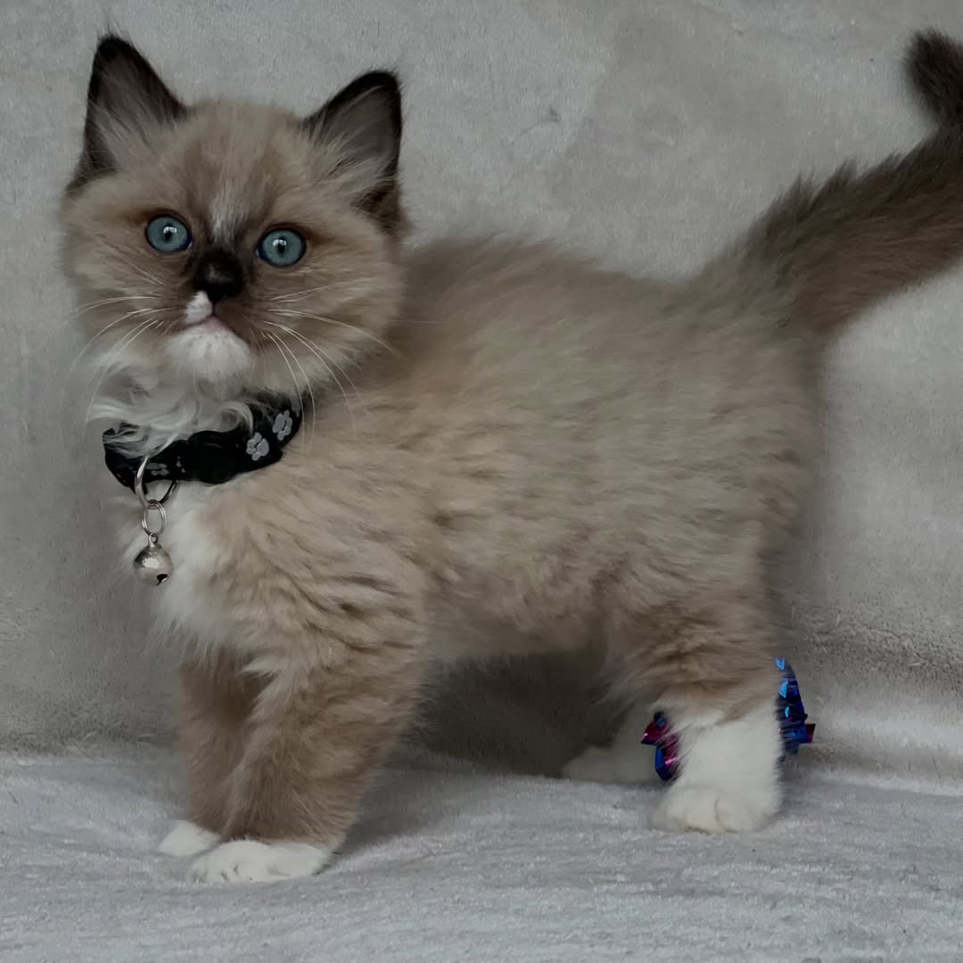 Seal Mink Mitted Male Ragdoll Calf