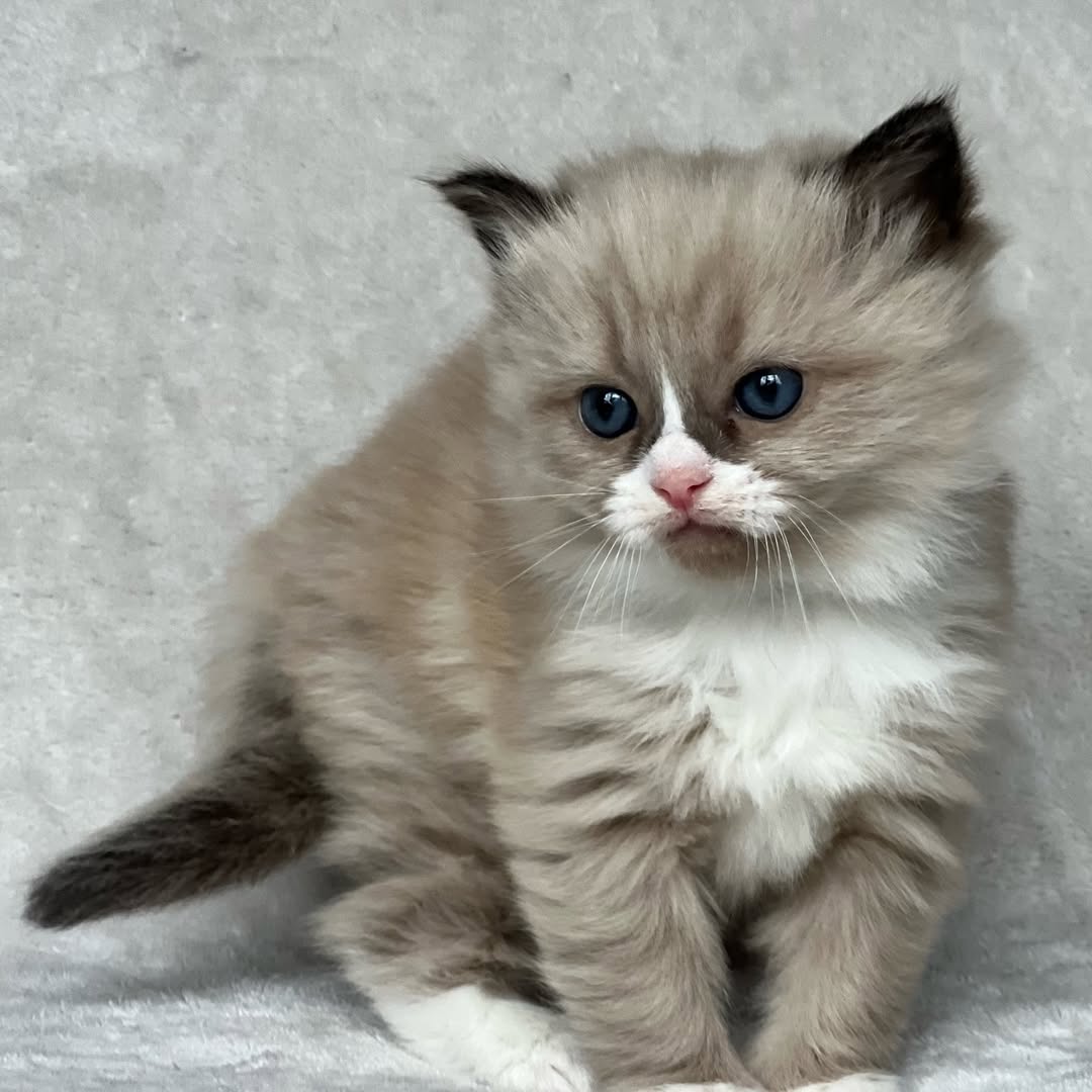 Seal Mitted Mink Female Ragdoll Calf