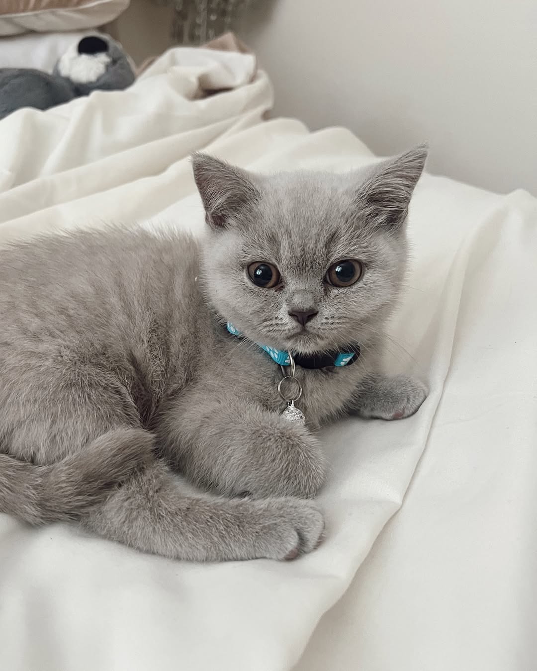 Blue Male British Shorthair Calf