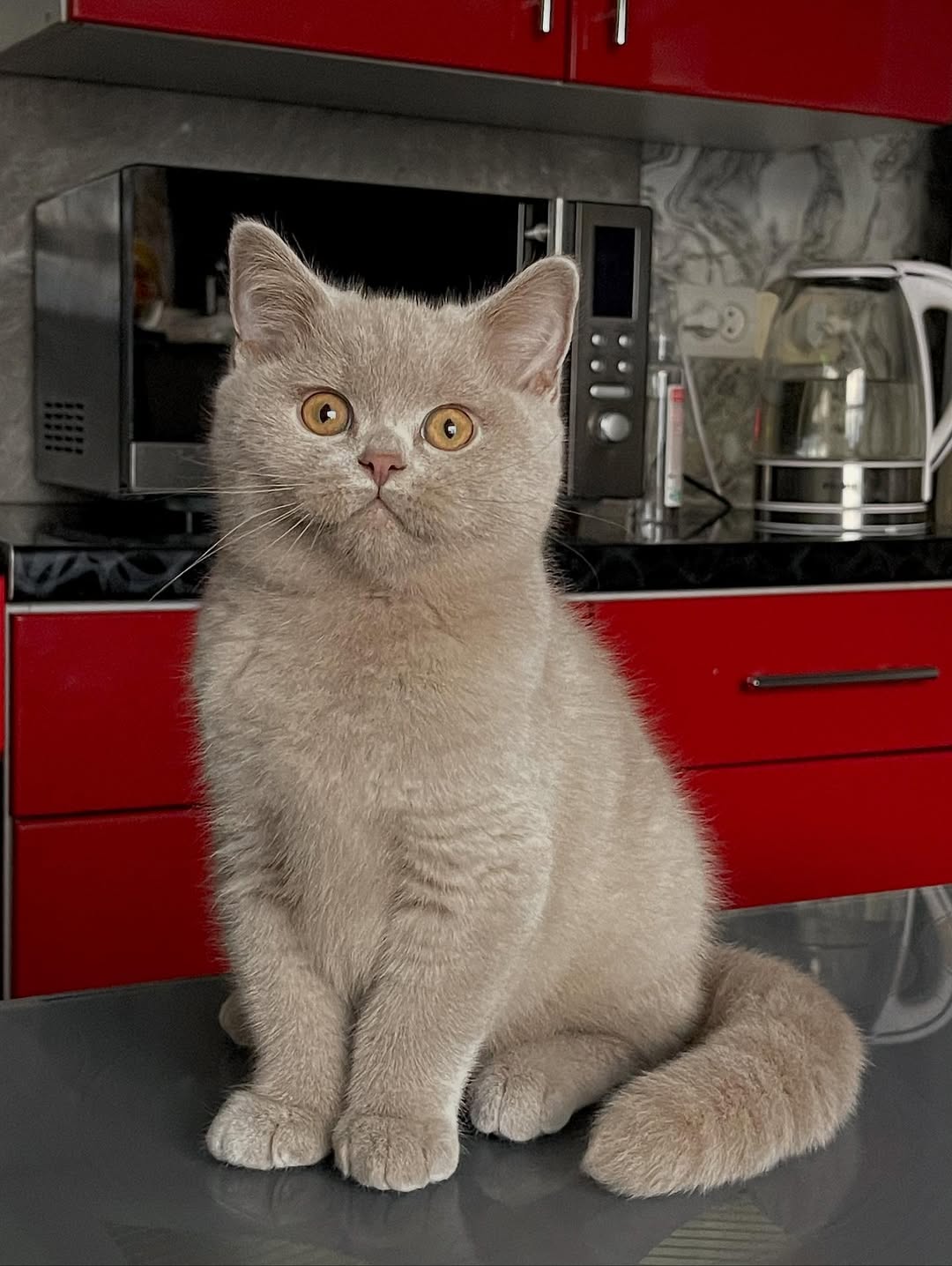 Fawn Female British Shorthair Calf