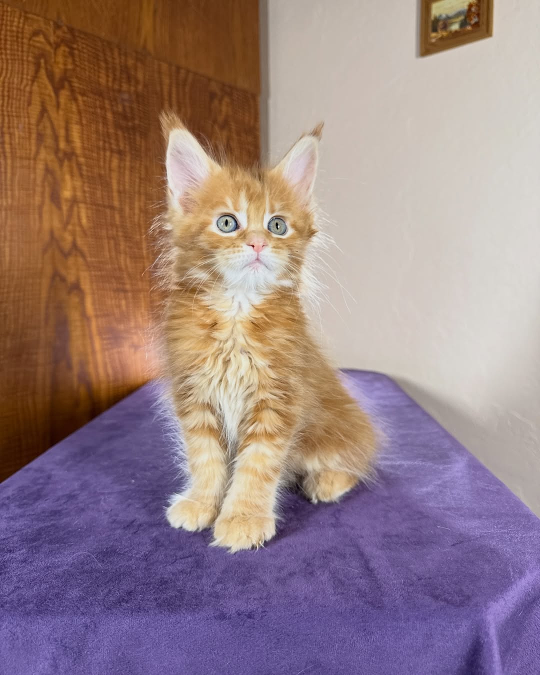 Red Marble Female Maine Coon Calf