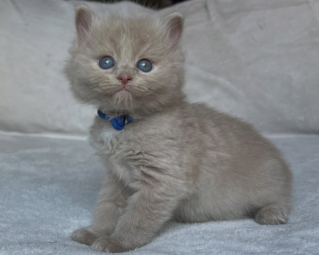 Fawn Solid Female Ragdoll Calf