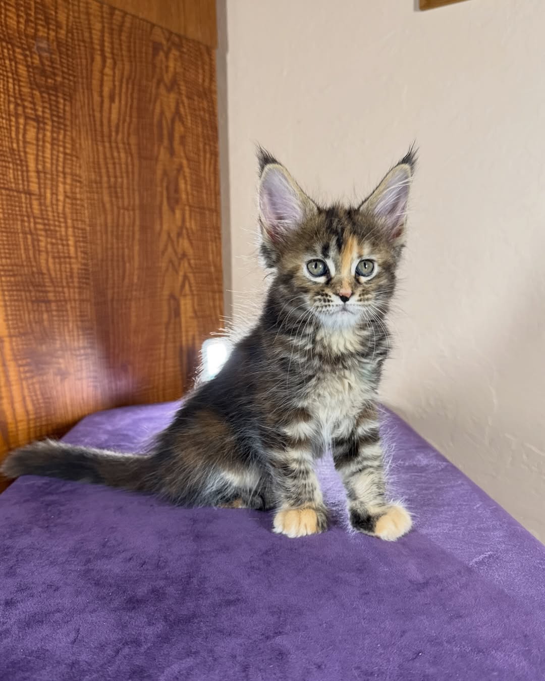 Marbled Tortoise Female Maine Coon Calf
