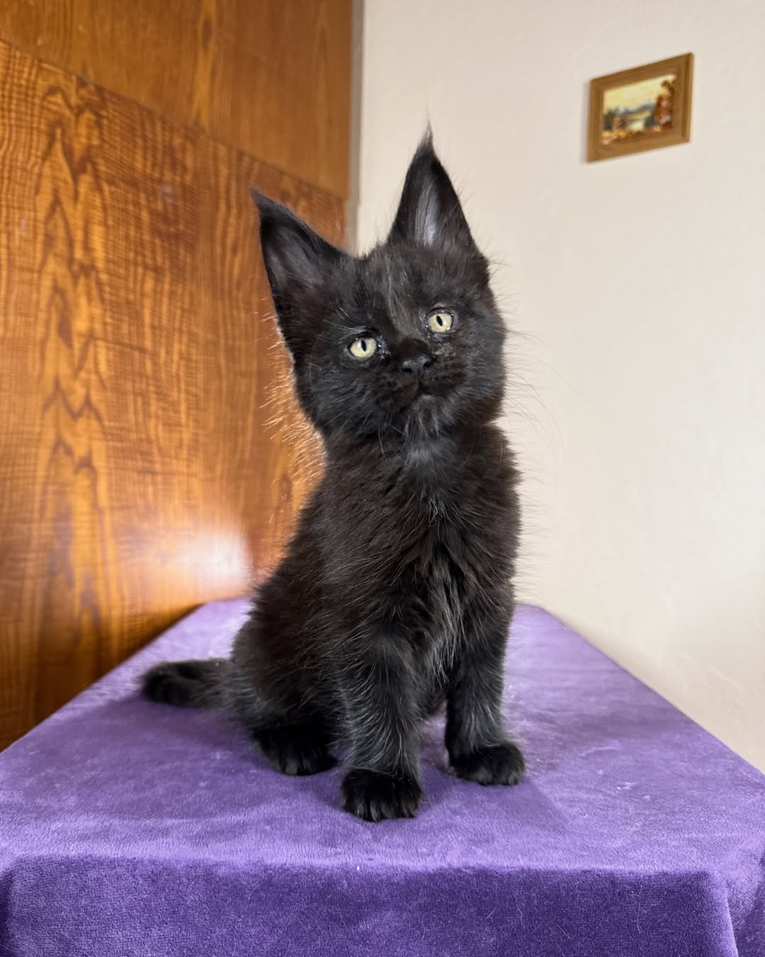 Solid Black Female Maine Coon Calf