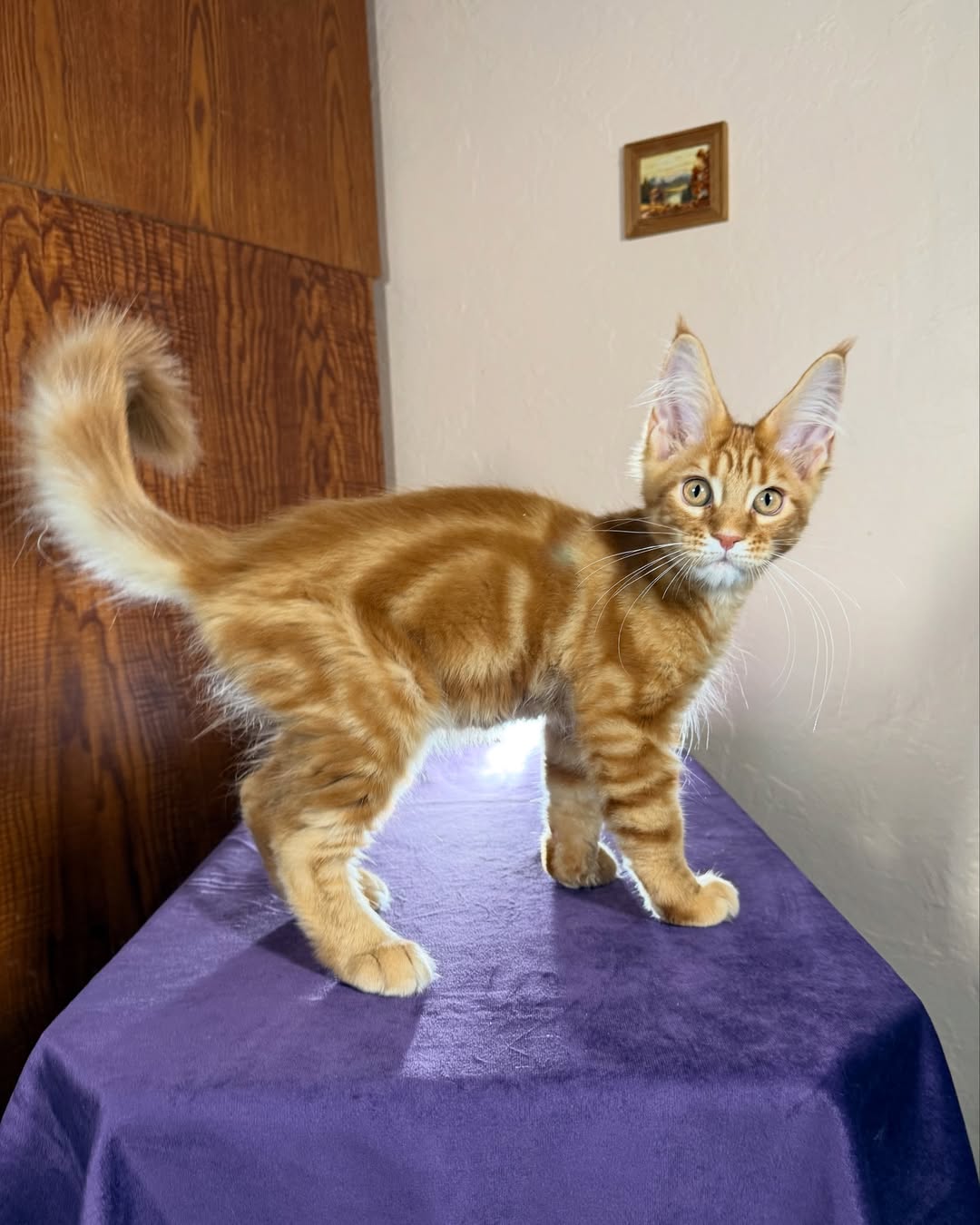 Bright Red Marble Female Maine Coon Calf