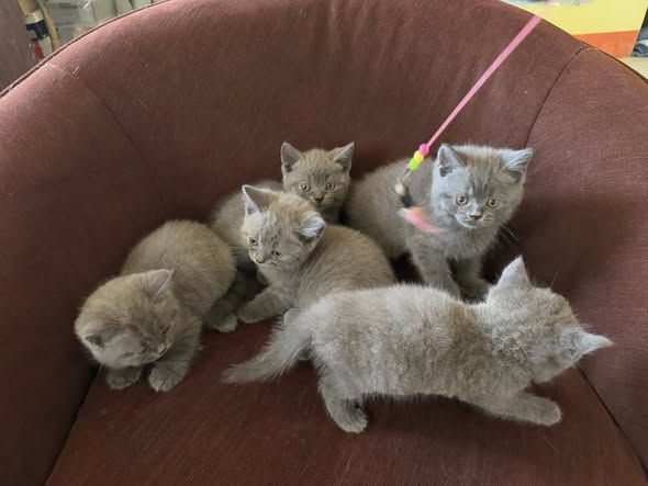 Ethically raised pedigree kittens for sale near me