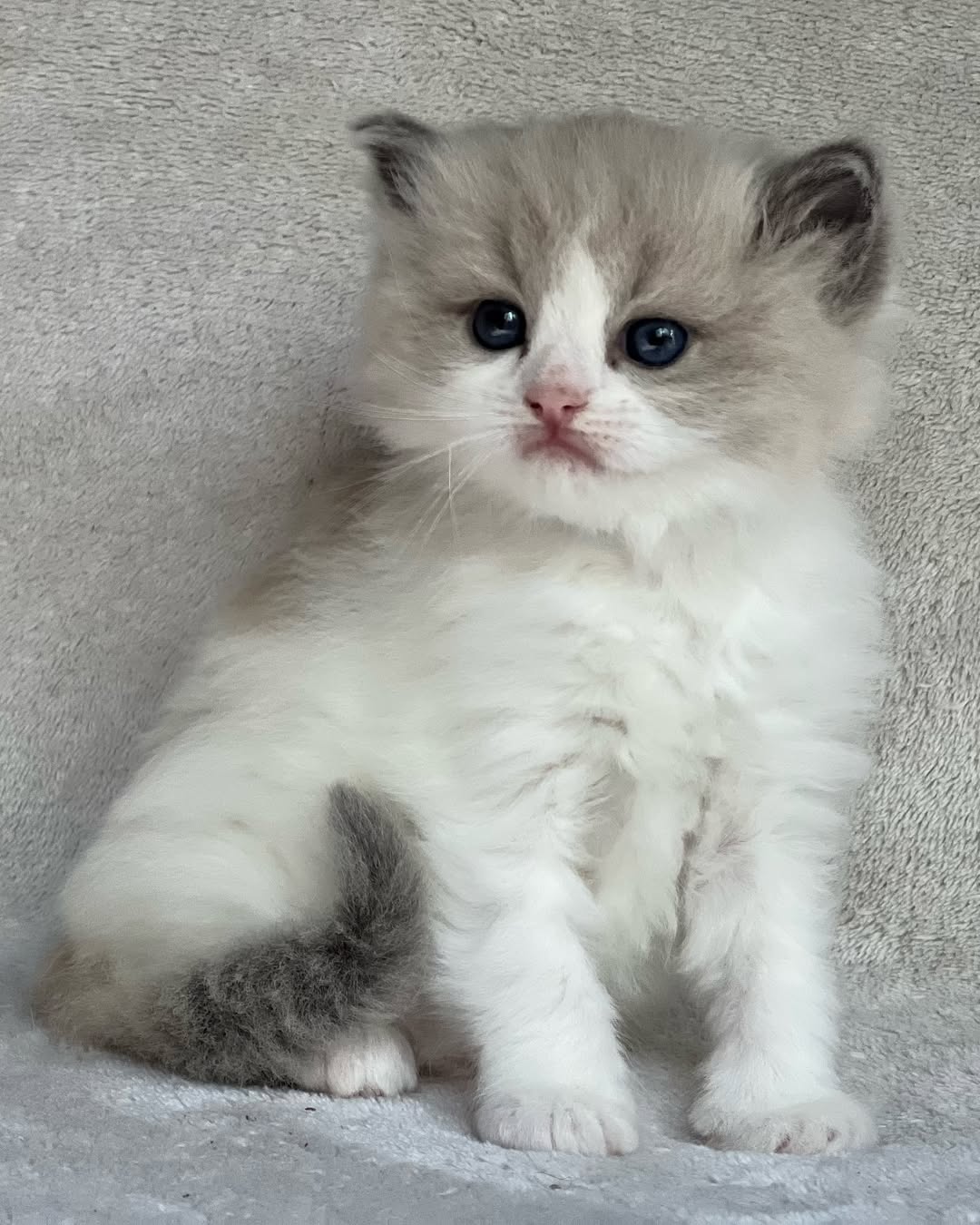 Blue Bicolor Mink Male Ragdoll Calf