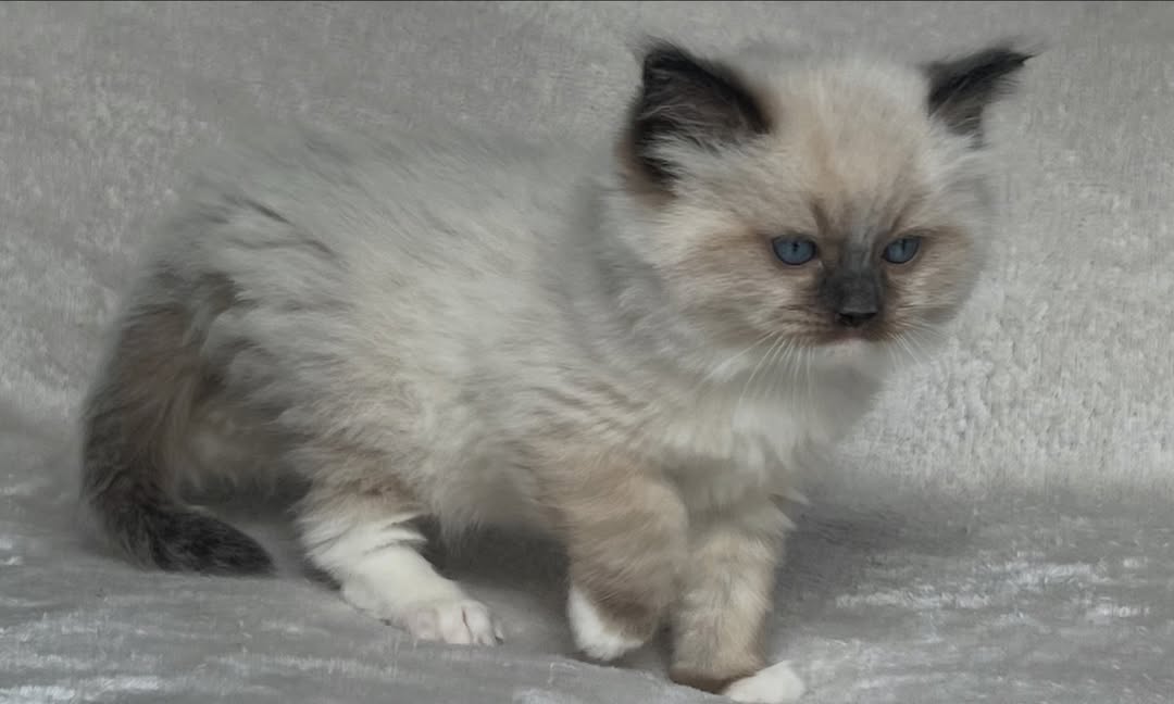 Seal Mitted Male Ragdoll Calf